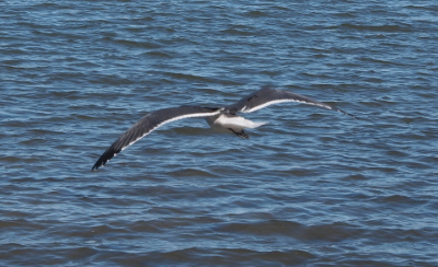 [The bird is flying over the water away from the camera at an angle to the camera. The grey wings with black tips and white edging at the rear are completely outstretched. The body of the bird is white and the feet appear black. The head is not visible. ]